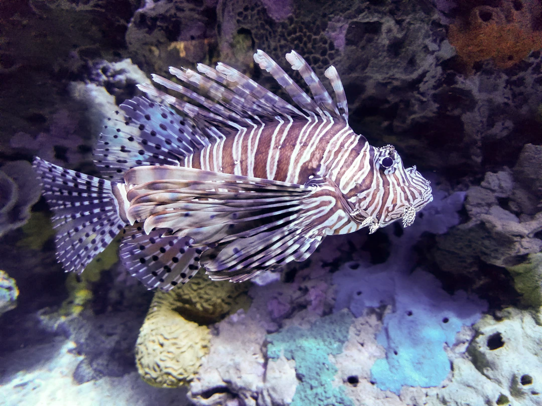 Fish swimming in an aquarium exhibit