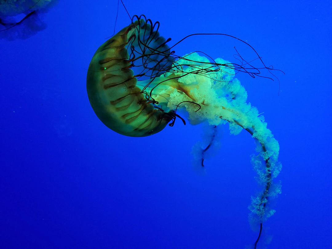 Jellyfish floating in an illuminated aquarium exhibit