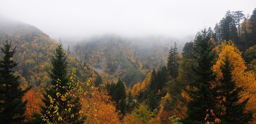 Fog covering autumn mountain ridges at Morton Overlook on Newfound Gap Road
