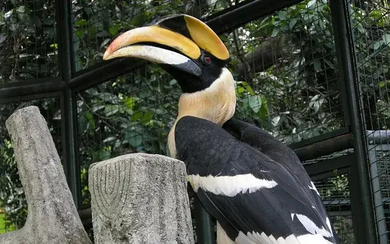 KL Bird Park, Kuala Lumpur